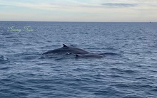 CLIP: Đàn cá voi xanh liên tục xuất hiện ở vùng biển Bình Định