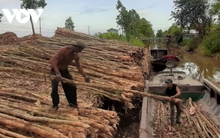 Giá cây tràm giảm, người trồng rừng U Minh hạ mất nửa thu nhập