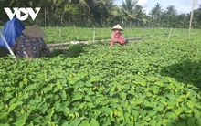 Phân bón, thuốc bảo vệ thực vật vẫn ở mức cao đang là gánh nặng cho nhà nông