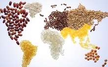 Chỉ số giá lương thực thế giới giảm