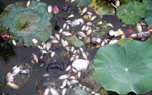 Cá chết hàng loạt bốc mùi hôi thối ở hồ sinh thái tại Quy Nhơn