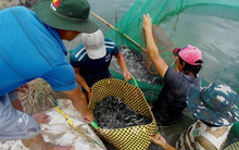 Cá kèo tăng giá, người nuôi lãi đậm