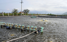 Doanh số Sao Ta đạt 140 triệu USD trong 7 tháng, tăng 15%