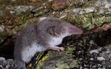 Trung Quốc phát hiện virus mới “LayV” gây bệnh từ động vật có thể lây sang người