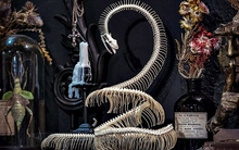 Thú chơi tiêu bản xương độc đáo của người đàn ông Sài Gòn