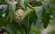 Na Chi Lăng: “Vàng” mọc trên núi đá vôi