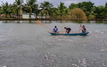 Giá thức ăn tăng cao, người nuôi cá đứng ngồi không yên