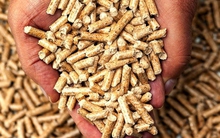 Châu Âu tìm nhiên liệu cho mùa đông, cơ hội của viên nén gỗ Việt