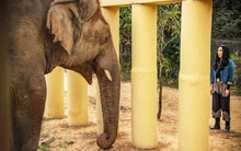 Hành trình xúc động giải cứu "chú voi cô độc nhất thế giới": Sống mòn trong dây xích!