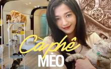 4 quán cà phê mèo tại TP.HCM