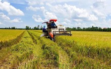 Vì đâu “Cánh đồng lớn” không lớn?