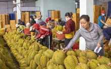 Thách thức cho trái sầu riêng