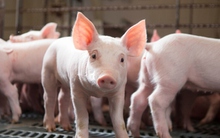 Giá heo hơi tại nhiều tỉnh thành giảm xuống đến 57.000 đồng/kg