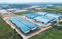 Gỗ An Cường làm ăn ra sao trước khi lên sàn HoSE?