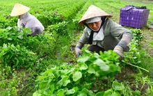 Cấp chứng nhận VietGAP: Sẽ thu hồi giấy phép nếu vi phạm