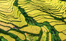 Tọa độ ngắm ruộng bậc thang đẹp rực rỡ và đầy thanh bình ở Tuyên Quang