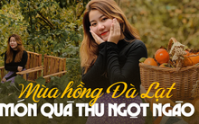 5 vườn hồng trĩu quả ở Đà Lạt vừa đẹp lại cho ăn thỏa thích tại chỗ đang chờ bạn ghé thăm