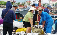 Chạy siêu bão, ngư dân Quảng Bình trúng luồng cá lớn