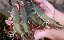 Camimex bị xử phạt vì dùng tiền thu từ chào bán trước khi UBCKNN xác nhận và công bố thiếu thông tin