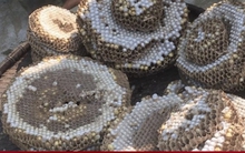 'Phù phép' ong kịch độc thành đặc sản để kiếm tiền triệu