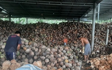 Trái dừa rớt giá thê thảm do mưa bão kéo dài