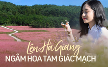 Lên kế hoạch đi Hà Giang ngắm hoa tam giác mạch với chi phí 3,5 triệu đồng