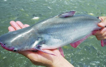 Navico chốt quyền chia cổ tức tiền mặt tỷ lệ 10%