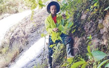 Người trẻ miệt mài chế vải từ sợi tre, xơ chuối, bảo tồn gene quý