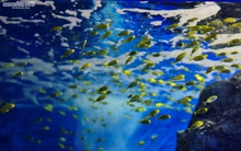 Mãn nhãn với đại dương cá thu nhỏ trong Bảo tàng Hải dương học Nha Trang