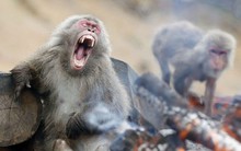 Vì sao muông thú tại Nhật bỗng dưng "nổi loạn", tấn công con người?