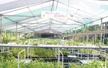 Bỏ việc lương cao làm… nông dân