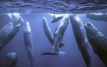 Vì sao loài động vật có "mũi thở" như cá voi lại ngủ được dưới nước?