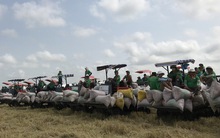 Ủng hộ hợp tác với Thái Lan nâng giá gạo