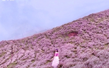 Cánh đồng hoa chi pâu tím lịm ngọt ngào như miền cổ tích ở ‘nóc nhà Yên Bái’