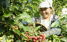Ngành cà phê có thể thiết lập kim ngạch kỷ lục 4 tỷ USD