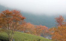 Đồi chè Ô Long mùa đông đẹp như bức tranh vẽ ở SaPa