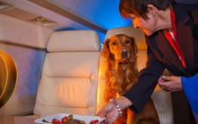 Thú vui kỳ lạ của giới nhà giàu khi đi du lịch: Gội đầu bằng nước có ga, thuê máy bay cho chó