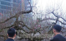 Cây đào Nhật Tân thế rồng bay 50 tuổi 'khấy đảo' cả thành Vinh có gì đặc biệt?