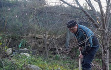 'Đào rừng' có thật từ rừng?