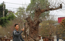 Choáng với gốc đào khủng giá gần 100 triệu đồng