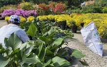 Diễn biến lạ trên thị trường hoa kiểng Tết ở TP HCM