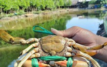 Cà Mau: Giá cua tăng gấp đôi khi Trung Quốc mở cửa