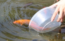 Chọn và thả cá chép đúng cách cho lễ cúng ông Công ông Táo