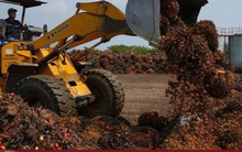 Indonesia, Malaysia có thể ngừng xuất khẩu dầu cọ sang châu Âu