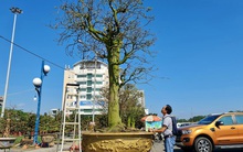 Ngắm cụ mai bạc tỉ, chủ vườn không bớt 1 đồng