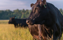 Đằng sau món thịt bò đắt nhất thế giới: Bò được chăm sóc 'tận răng', nhất cử nhất động đều được theo dõi bằng app, cảnh báo ngay đến chủ nếu bị vấp ngã