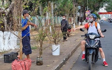 Mai rừng ùn ùn xuống phố, hút khách hỏi mua chơi Tết