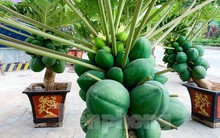 Hà Nội: Độc đáo vạn tuế mini, đu đủ bonsai chơi Tết đắt đỏ