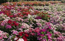 Hoa Tết ở TP HCM giảm giá sớm, khách thuê cả xe tải tới mua hàng