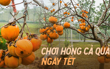 Xu hướng chưng cây nguyên quả vào ngày Tết của nhiều gia đình giúp loài cây này tăng giá cả chục triệu đồng một chậu